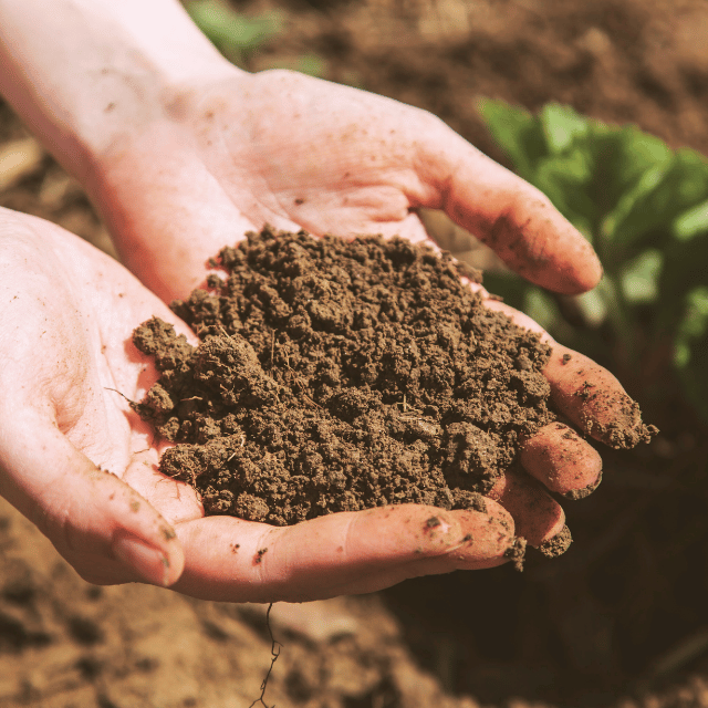 Hands holding soil, representing the strong foundation of digital solutions for therapists provided by Therajava