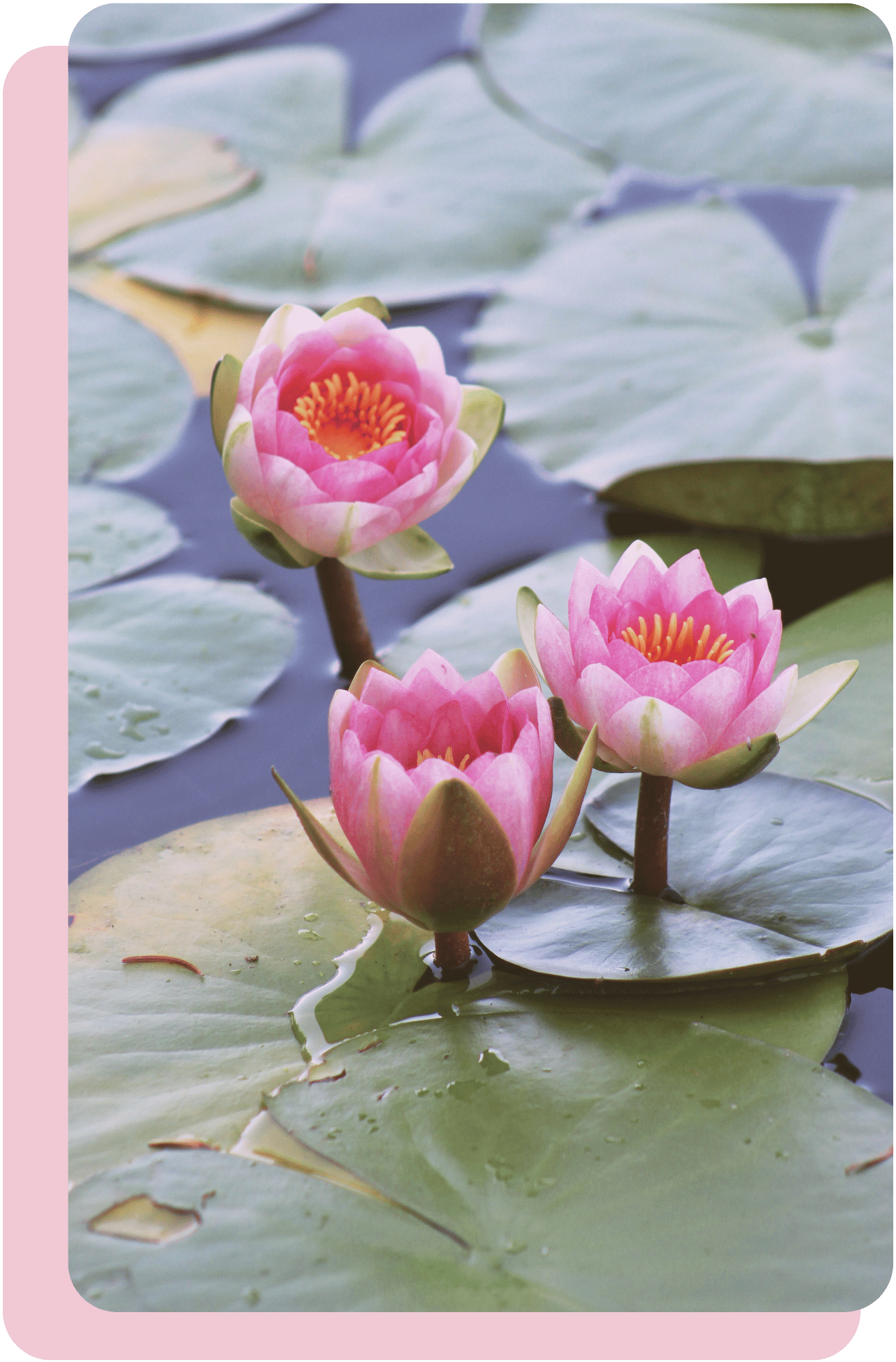 Three pink lotus flowers in a pond, representing healing and growth in therapy.