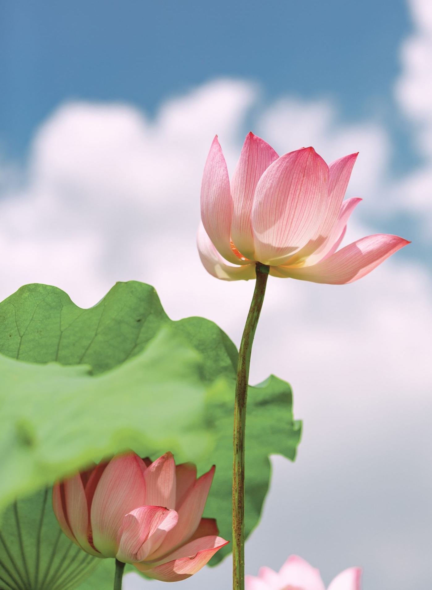 A pink lotus flower against a blue sky, symbolizing inspiration and healing for therapy practices.