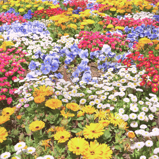 Colorful blooming garden flowers, illustrating visibility and personalization in digital solutions for therapists.