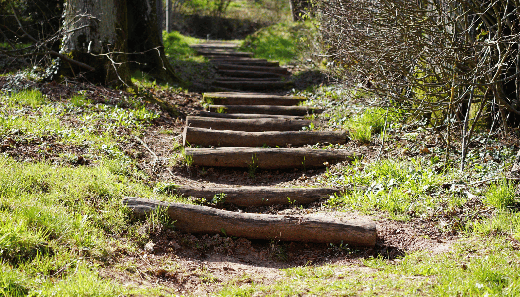 A path through a forest 