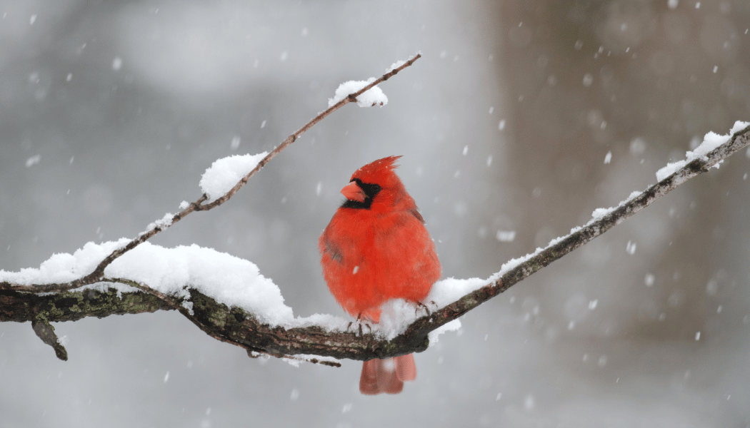 A robin sitting on a branch in snowy winter