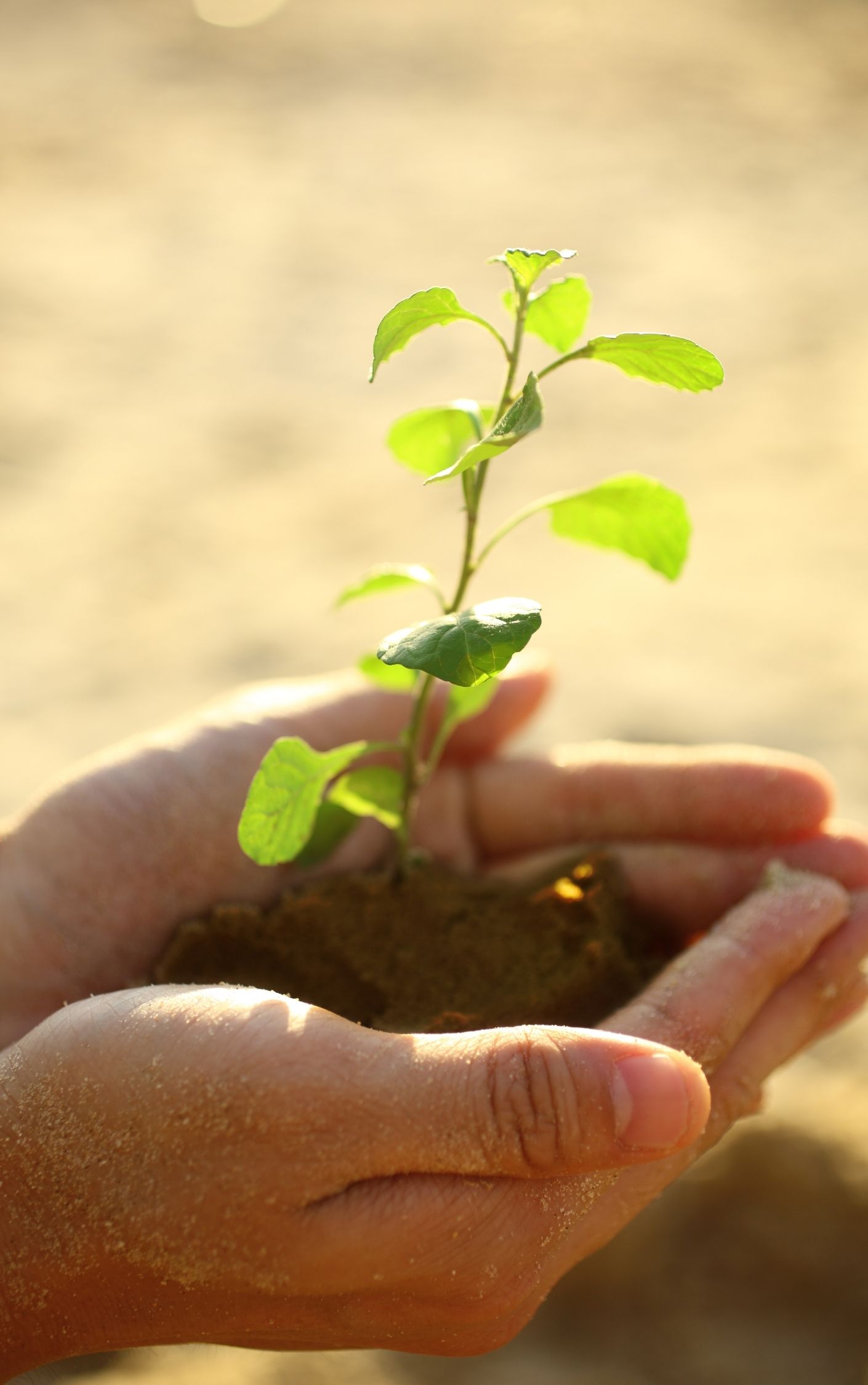 hands holding a small plant