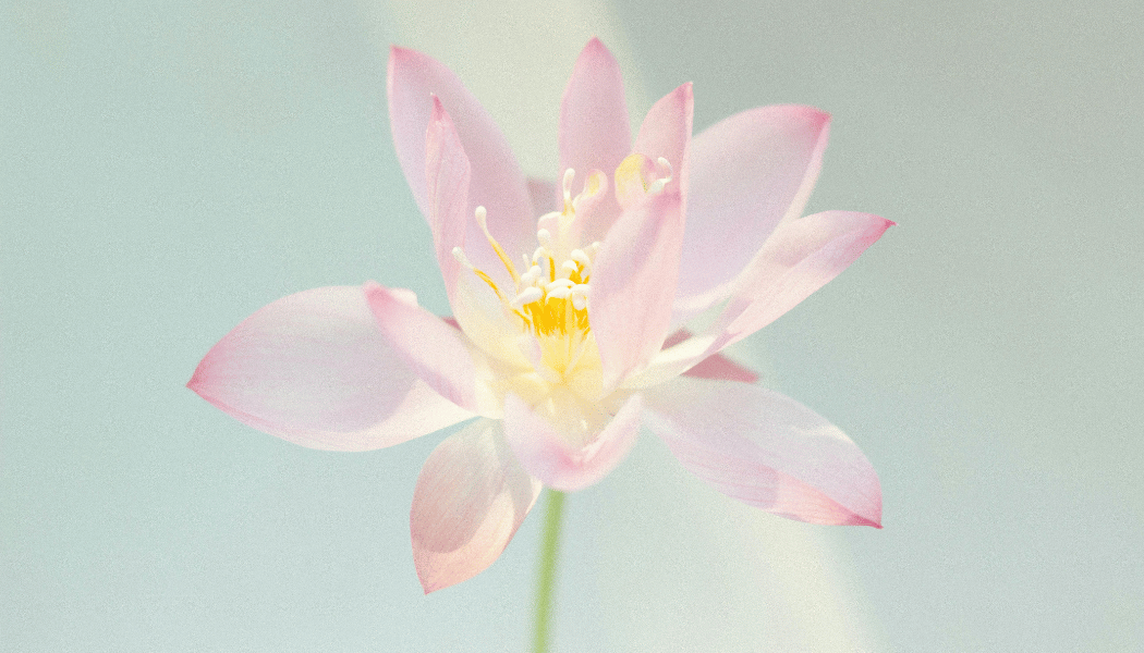 A lotus flower
