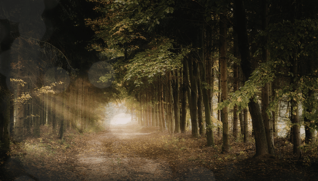 Path in a forest